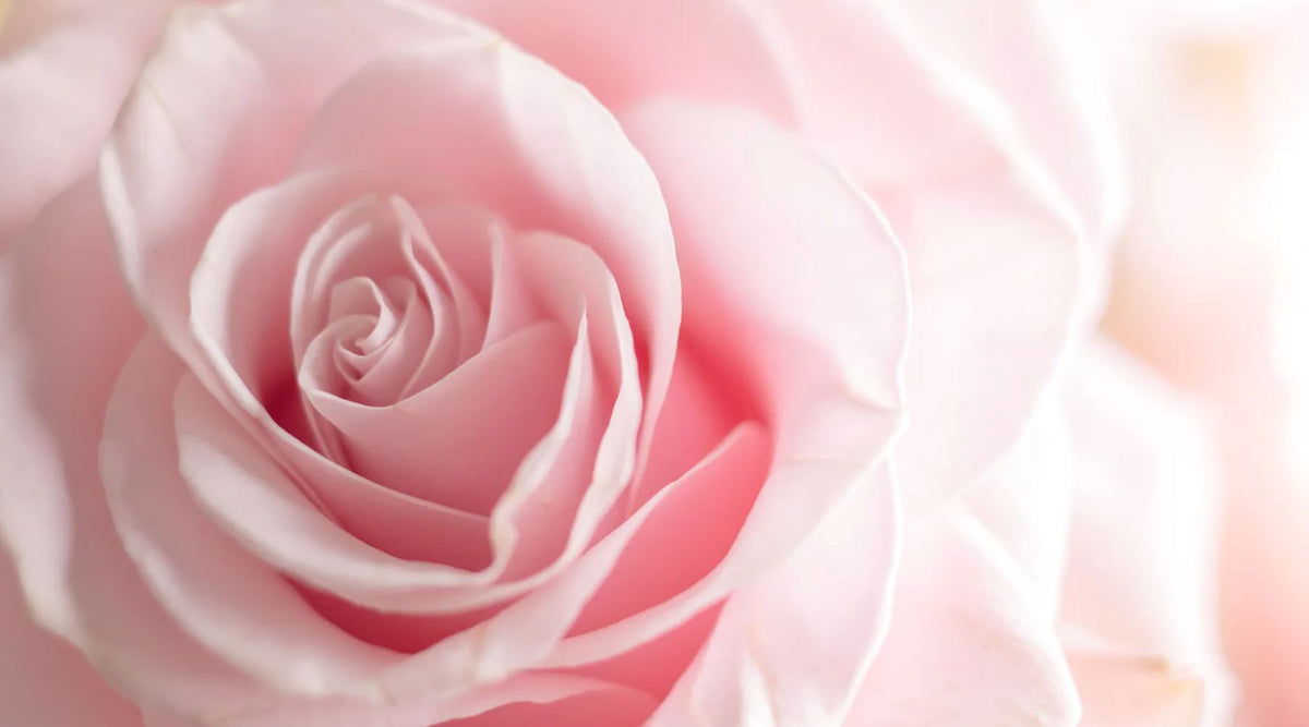 Rose New Code WHY ROSE RENEW?